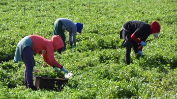 Los trabajadores agrícolas de California continúan sus labores en medio de la pandemia.