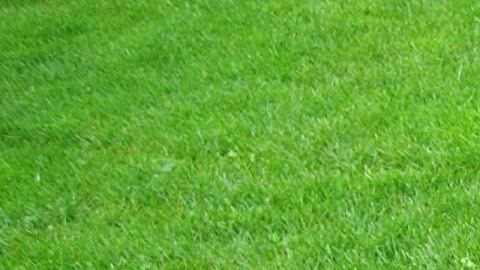 Una piscina elevada de Amazon.