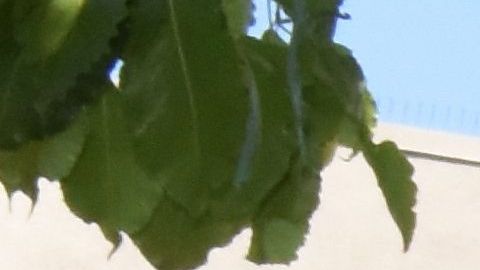 Trabajadores de supermercado llevan la foto de Angela.