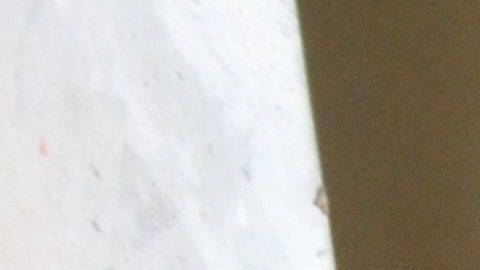 Los perros pueden ingerir cloro y pueden resultar intoxicados.