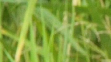 Condores querían cazar tres french poodle.