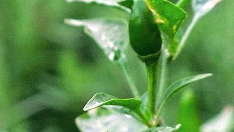 Chile-Jason Goh en Pixabay