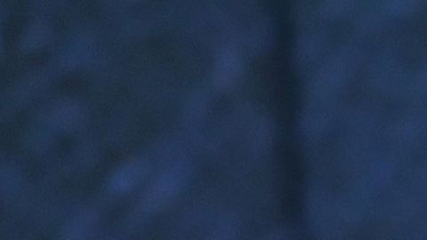 Chris Hemsworth y Elsa Pataky aman todo tipo de animales.