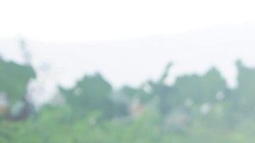 Puedes generar tu propia comida cosechando vegetales Jardín Botánico de Nueva York.