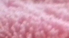 Un gato bebé besa a su ama en Tik Tok.