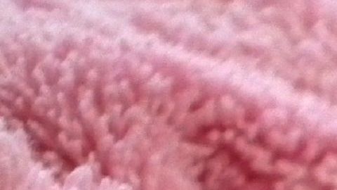 Un gato bebé besa a su ama en Tik Tok.