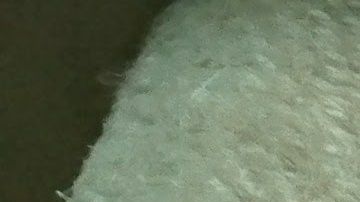 Los gatos nos pueden enseñar su forma de relajarse y mantenerse en excelente forma física.