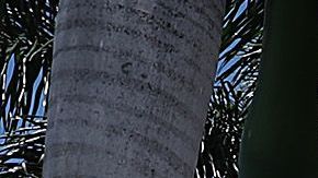 El Trump National Doral.