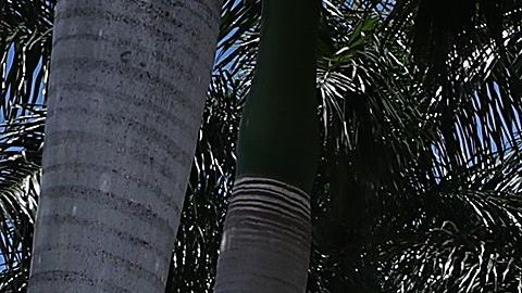 El Trump National Doral.