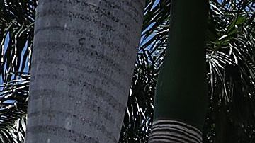 El Trump National Doral.