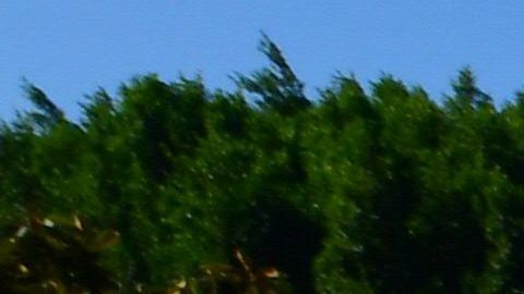 Se desconoce a cuántos inmigrantes afectará la decisión del Departamento de Educación.