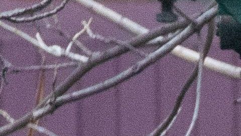 EEUU registra más de 55,000 muertes por coronavirus.