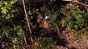 En la ciudad de Manaus están muriendo 100 personas al día.