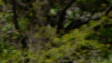 Seguidores de Trump presionan por volver a su vida cotidiana.