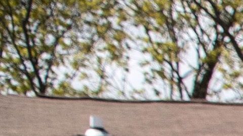 Voluntaria reparte comida en Connecticut.