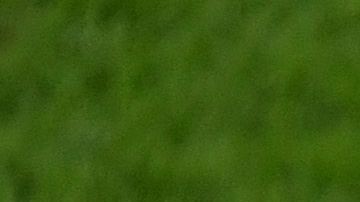 La medida de la FIFA se podría extender hasta el 2021.