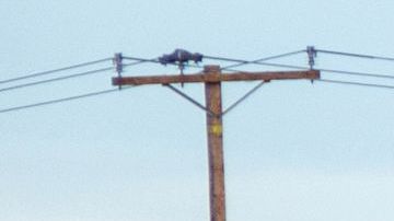 Decenas de conductores se detienen junto al paisaje de amapolas en California.