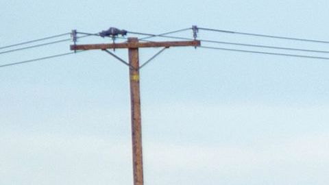 Decenas de conductores se detienen junto al paisaje de amapolas en California.