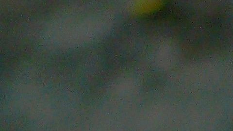 Una marmota saboreó su rebanada de pizza.