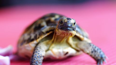 Una mujer sacó a pasear a su tortuga en Italia.