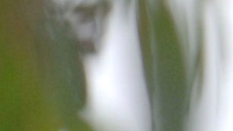 Paris Hilton siempre ha consentido mucho a sus mascotas.