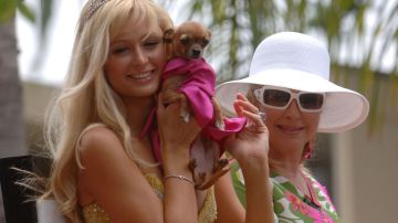 Paris Hilton siempre ha consentido mucho a sus mascotas.