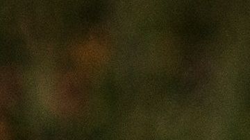 Perro se puso celoso de cachorro en Tik Tok.