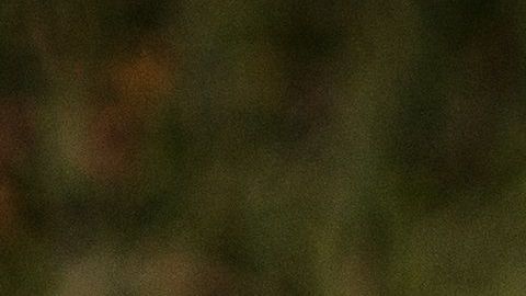 Perro se puso celoso de cachorro en Tik Tok.