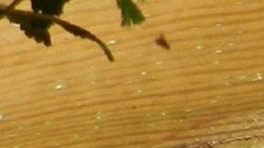 Un cachorro guía a su compañero ciego y anciano.