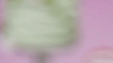 Se da a conocer en Estados Unidos el primer caso de un perro en dar positivo por SARS-CoV-2 que es causante del coronavirus en personas.