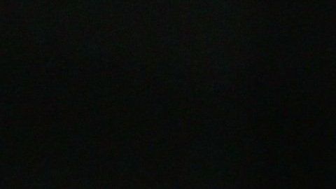 Los perros serían capaces de detectar el coronavirus por el olfato.