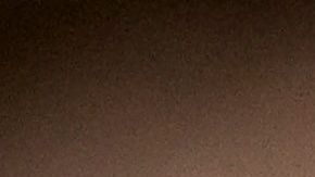 Los perros que detectan la malaria, también podrían detectar el coronavirus.