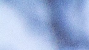 Un perro husky es capaz de "repetir" frases en videos de Tik Tok.