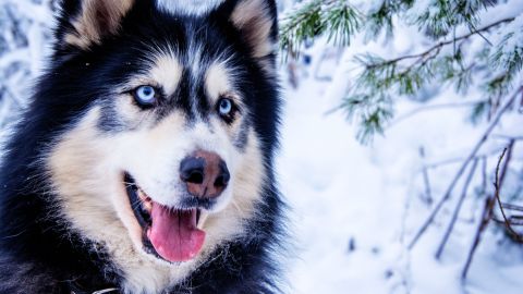 Un perro husky es capaz de "repetir" frases en videos de Tik Tok.