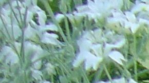 Los perros pueden usar un perfume siempre y cuando sea especialmente para ellos.