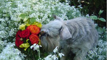 Los perros pueden usar un perfume siempre y cuando sea especialmente para ellos.