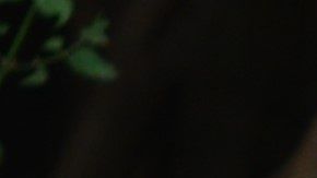 Los perros se rascan por múltiples razones.