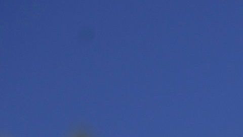 Los perros tienen un olfato tan poderoso que son capaces de detectar el coronavirus.