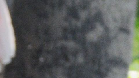 Por primera vez en su vida, esta vendedora de palmillas santas no saldrá este Domingo de Ramos a las iglesias de Arizona.