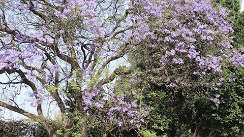 Residencia a subasta en la CDMX.