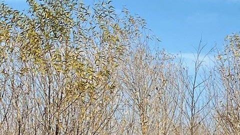 El inicidente provocó un incendio, que todavía está siendo combatido por los bomberos de Corona.