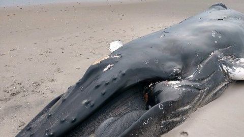 La zona fue cerrada al público