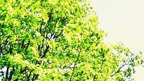 Muchas unidades multifamaliares se rigen casi por obligación por una HOA.