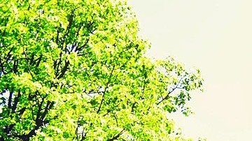 Muchas unidades multifamaliares se rigen casi por obligación por una HOA.