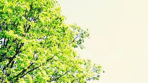 Muchas unidades multifamaliares se rigen casi por obligación por una HOA.