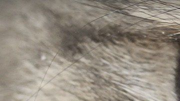 Un efecto por su corte de pelo sería la explicación ante singular rostro.