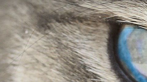 Un efecto por su corte de pelo sería la explicación ante singular rostro.