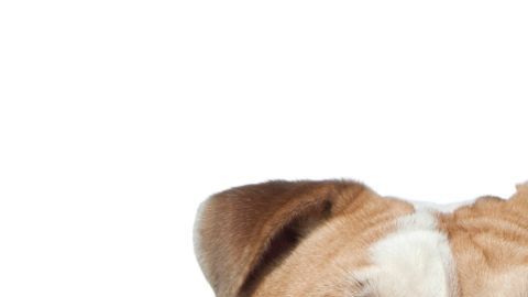 ¿Estás listo para adoptar una mascota?