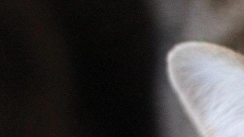 El gato representa a los Acuario.