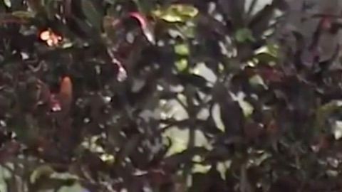 La pequeña Anna Ortiz, que cumplió 9 años, compartió su día con los bomberos y la policía de Miami Beach